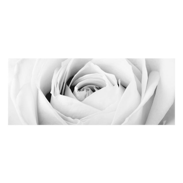 Glass Splashback - Close Up Rose - Panoramic