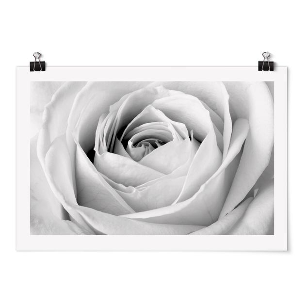 Posters black and white Close Up Rose