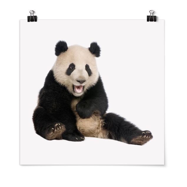 Animal wall art Laughing Panda
