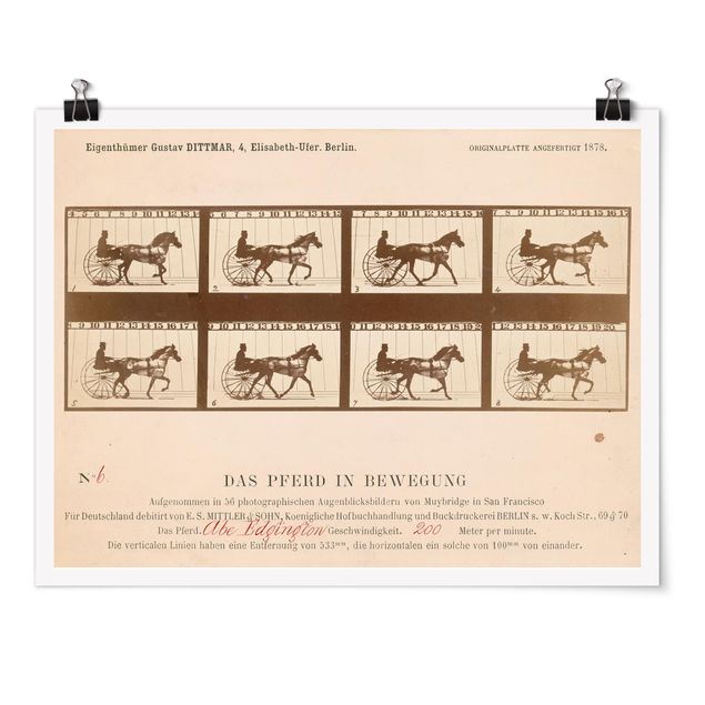 Art prints Eadweard Muybridge - The horse in Motion