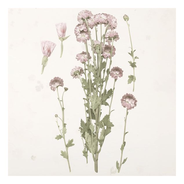 Glass Splashback - Herbarium In Pink I - Square 1:1