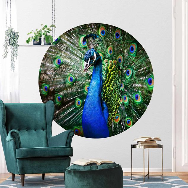 Wallpapers birds Noble Peacock