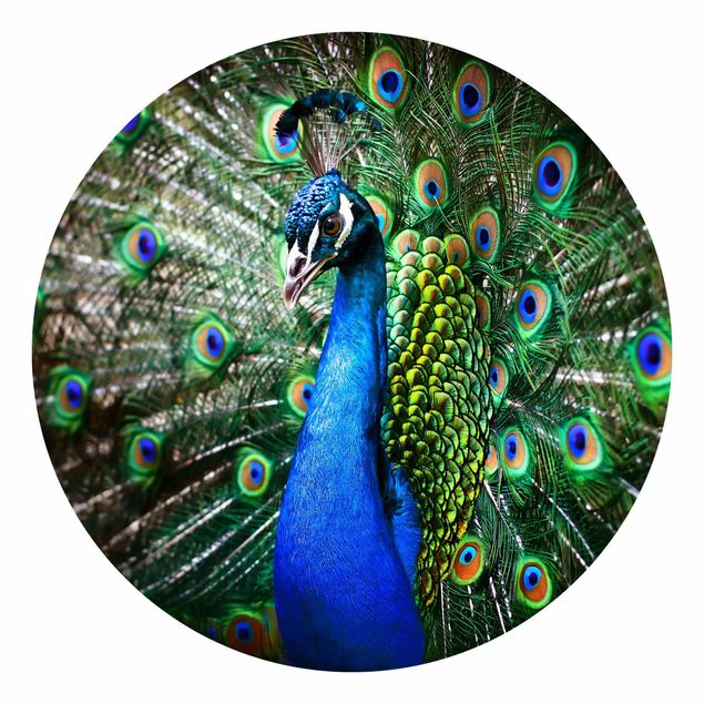 Contemporary wallpaper Noble Peacock