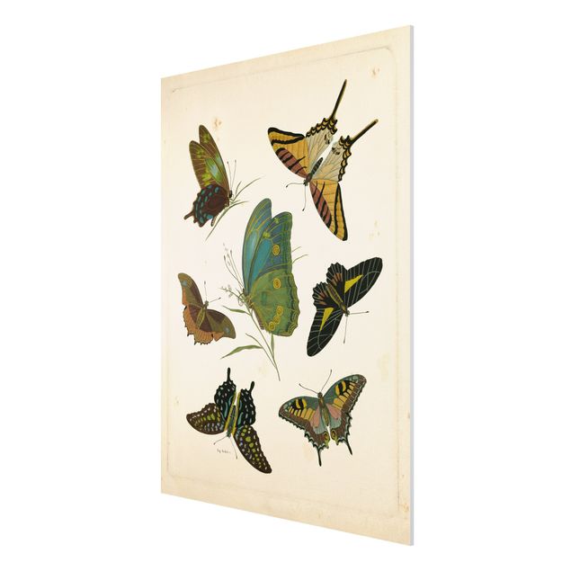 Vintage posters Vintage Illustration Exotic Butterflies