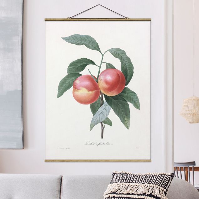 Kitchen Botany Vintage Illustration Peach