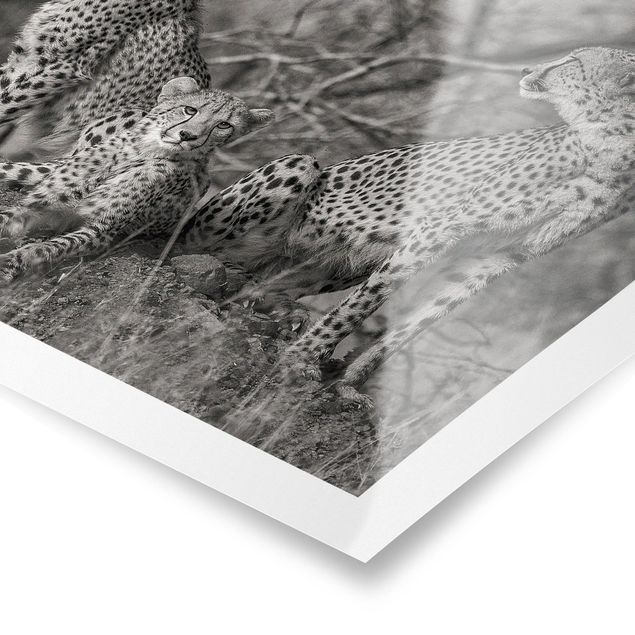 Prints Three Cheetahs