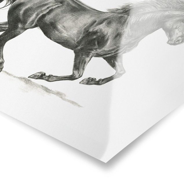 Prints black and white Wild Horse Trial - Stallion