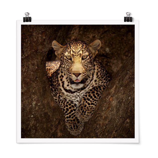 Prints modern Leopard Resting On A Tree