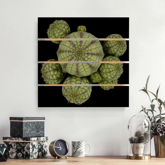 Kitchen Euphorbia - Spurge Urchins
