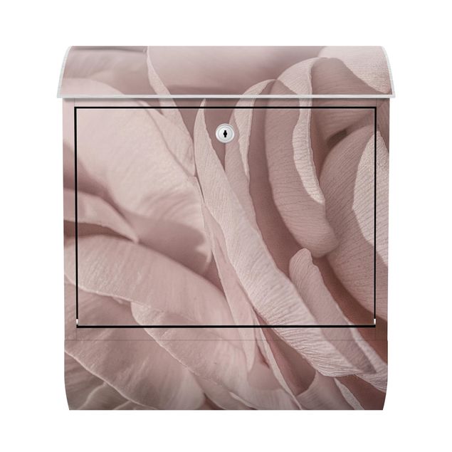 Letterboxes pink Blushing Flower