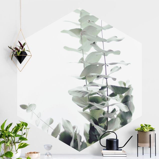 Kitchen Eucalyptus In White Light