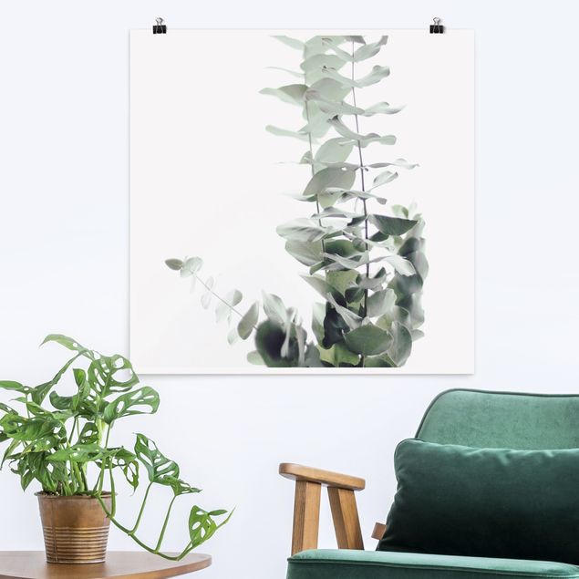 Flower print Eucalyptus In White Light