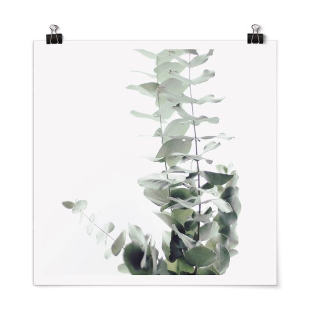 Modern art prints Eucalyptus In White Light