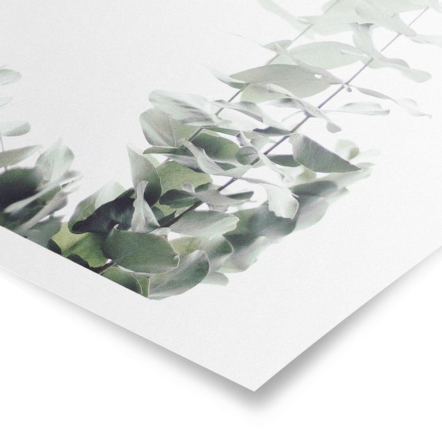 Prints green Eucalyptus In White Light