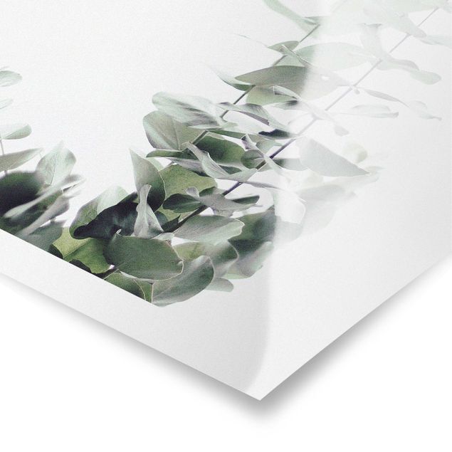 Monika Strigel Art prints Eucalyptus In White Light