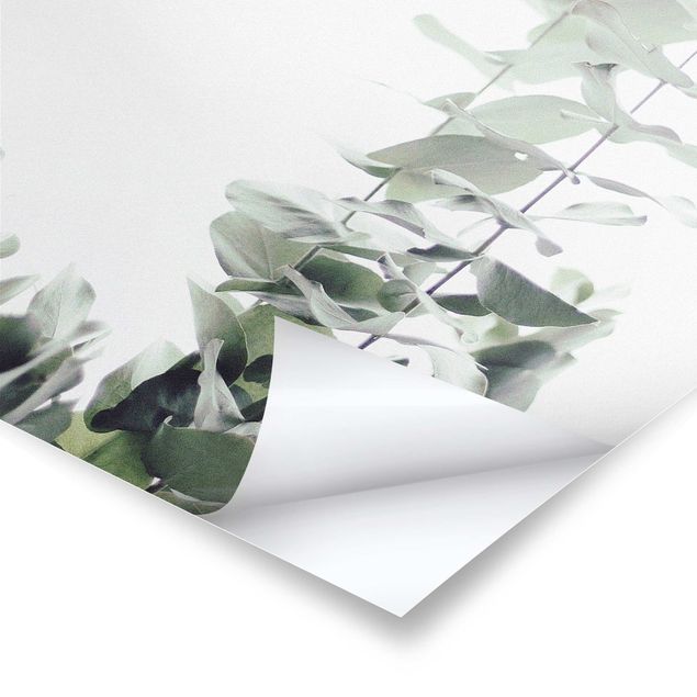 Prints Eucalyptus In White Light