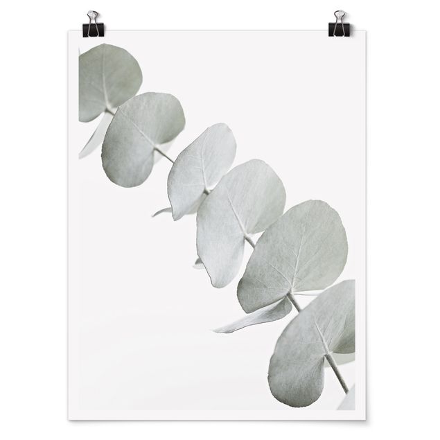 Prints modern Eucalyptus Branch In White Light
