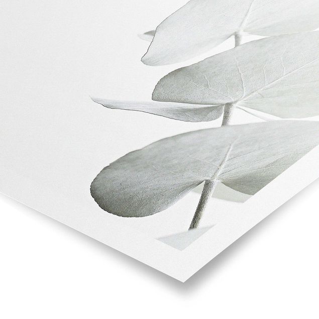 Monika Strigel Art prints Eucalyptus Branch In White Light