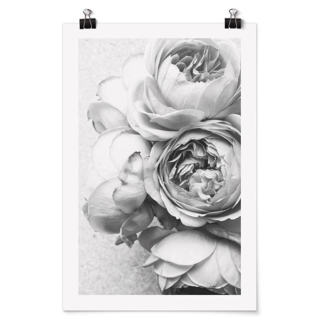 Posters black and white Peony Flowers Black White