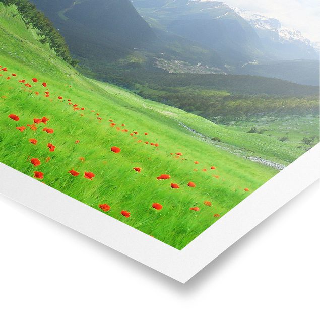 Prints poppy Alpine Meadow