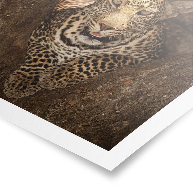 Posters animals Leopard Resting On A Tree