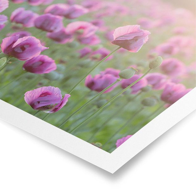 Contemporary art prints Purple Poppy Flower Meadow In Spring