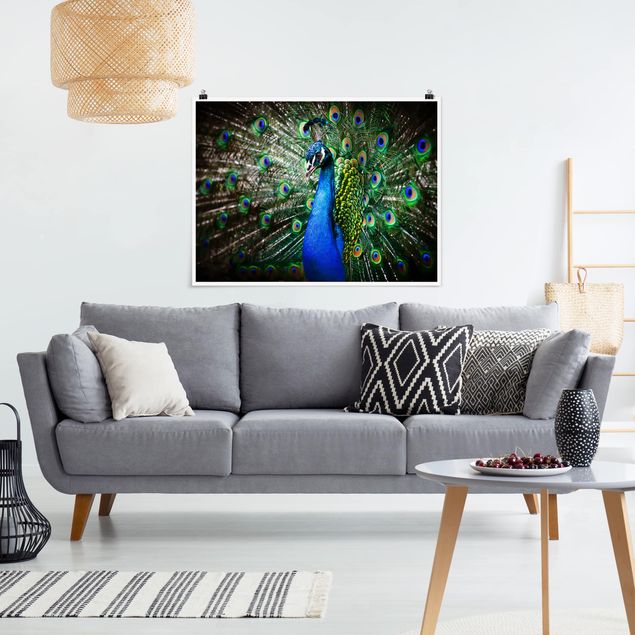 Animal canvas Noble Peacock