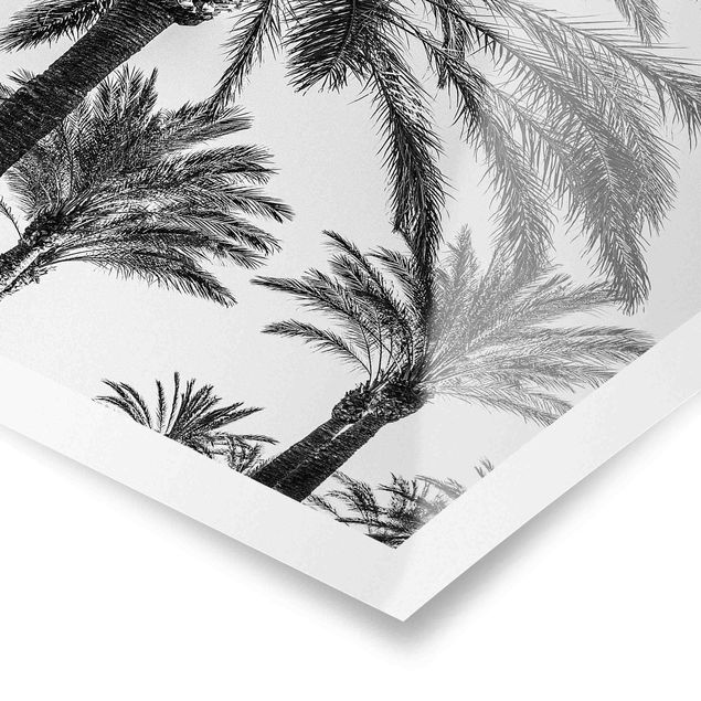 Prints black and white Palm Trees At Sunset Black And White