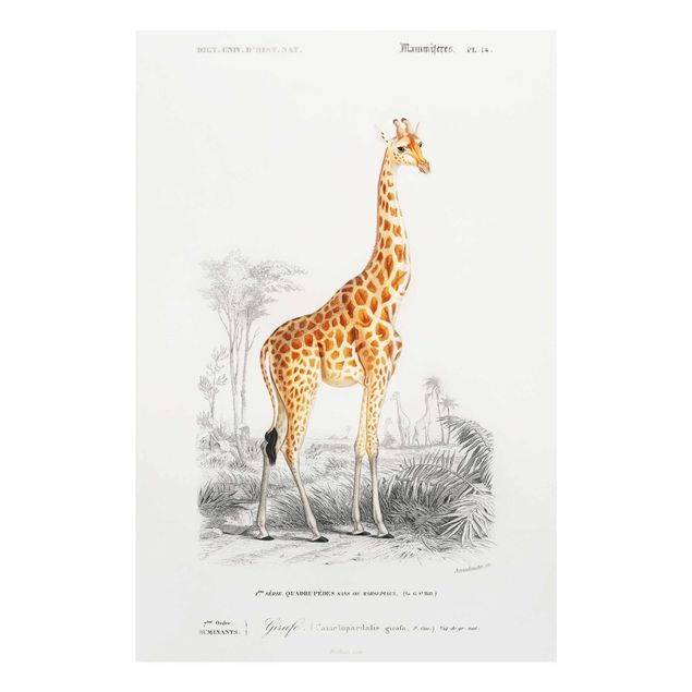 Animal canvas Vintage Board Giraffe