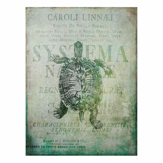 Canvas art Vintage Collage - Antique Turtle