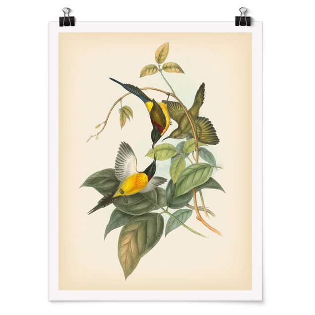 Flower print Vintage Illustration Tropical Birds IV