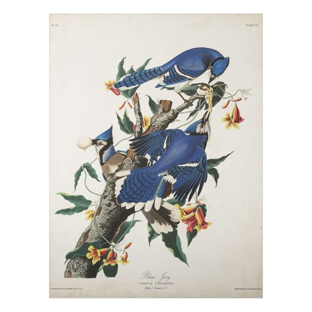 Prints vintage Vintage Board Blue Jays