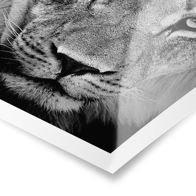 Prints black and white Old Lion
