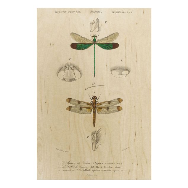Wood prints vintage Vintage Board Dragonflies