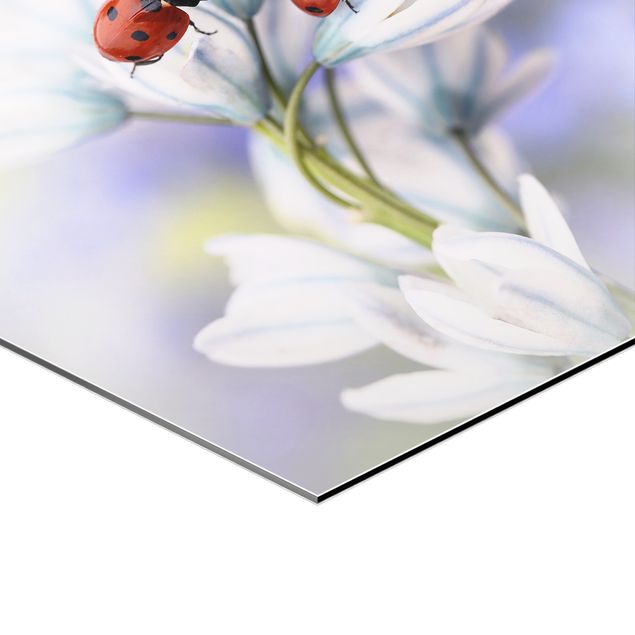 Prints Ladybug On Flowers