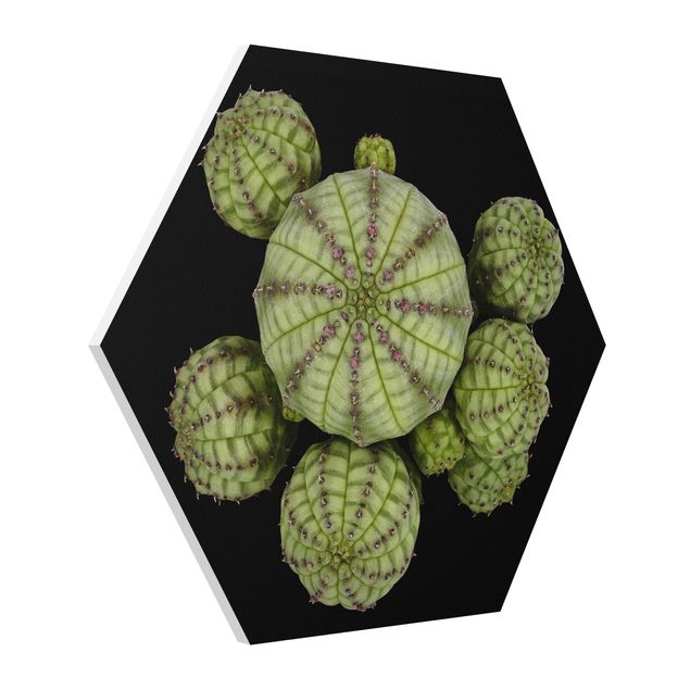 Prints modern Euphorbia - Spurge Urchins