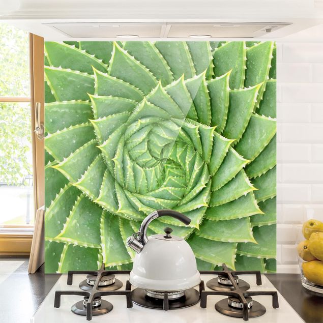 Kitchen Spiral Aloe