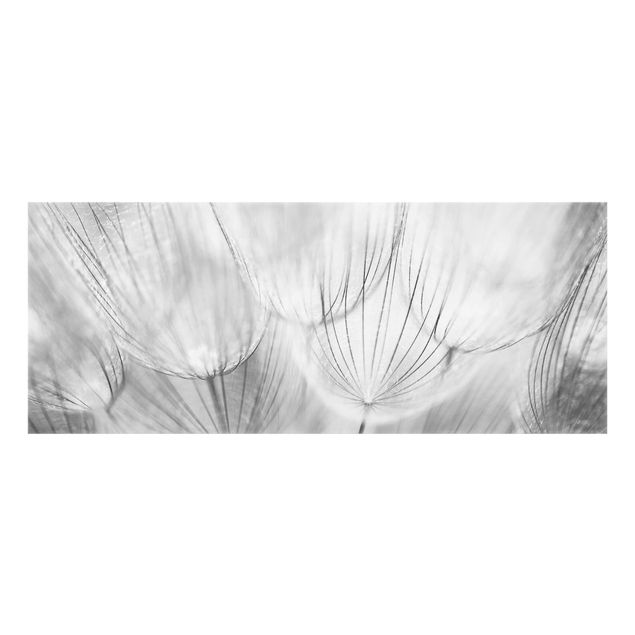 Glass Splashback - Dandelions Macro Shot In Black And White - Panoramic