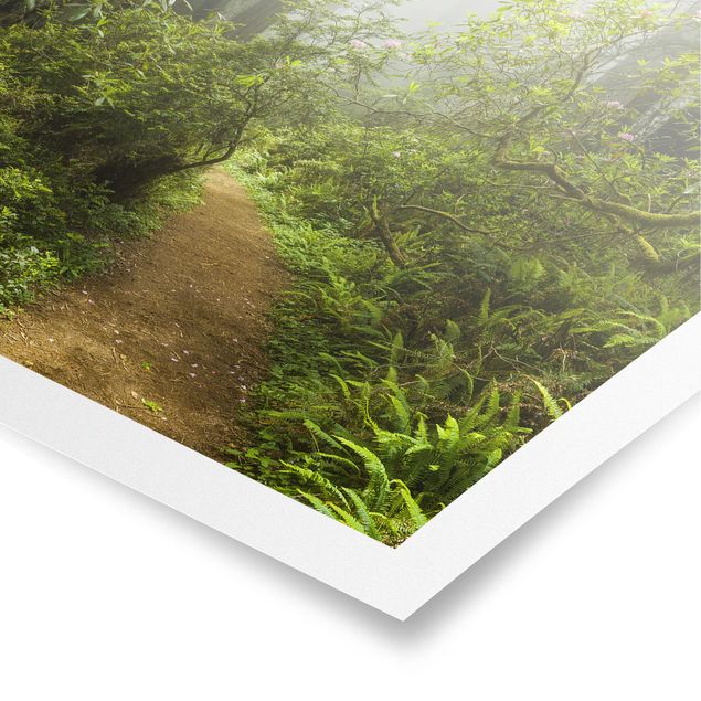 Posters landscape Misty Forest Path