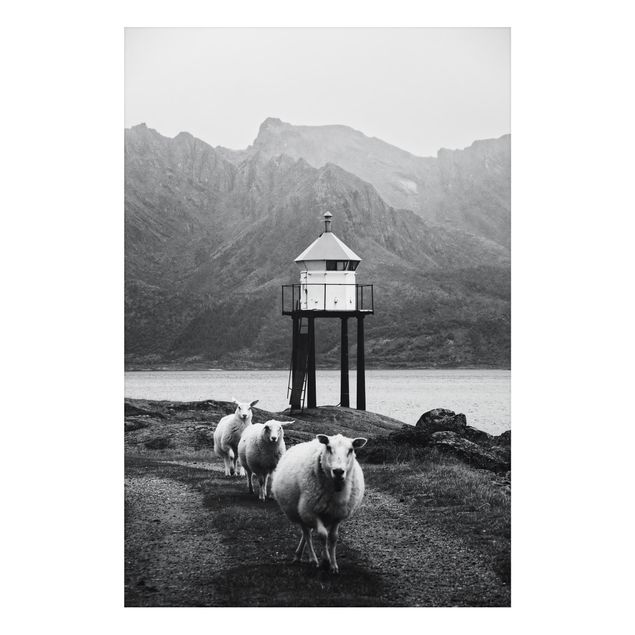 Animal canvas Three Sheep On the Lofoten