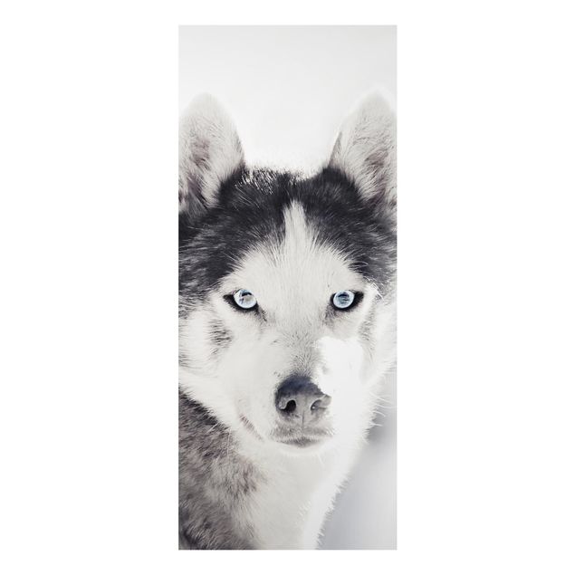 Dog canvas art Husky Portrait