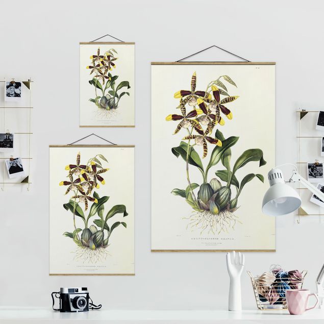 Floral canvas Maxim Gauci - Orchid II
