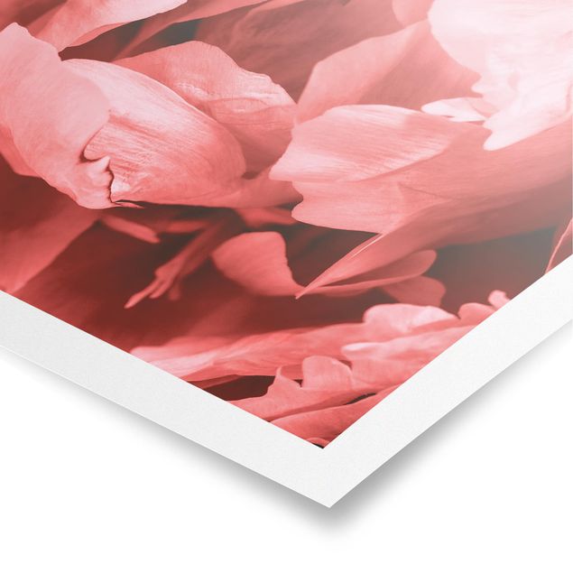 Prints pink Peony Blossom Coral