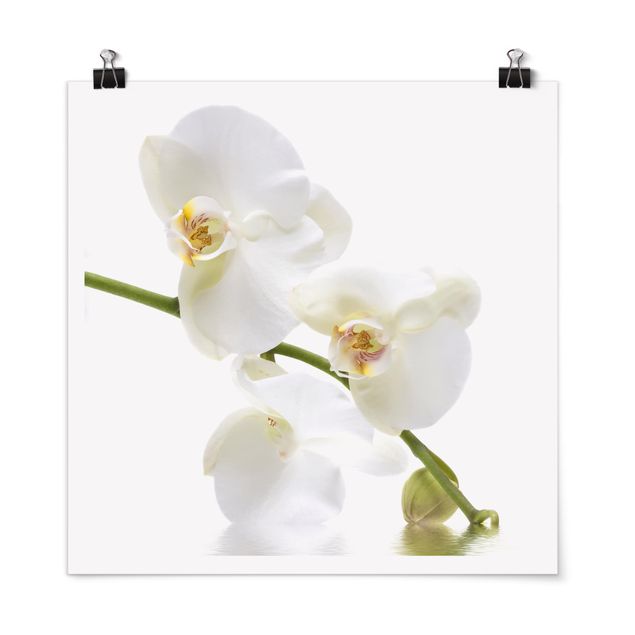 Prints floral White Orchid Waters