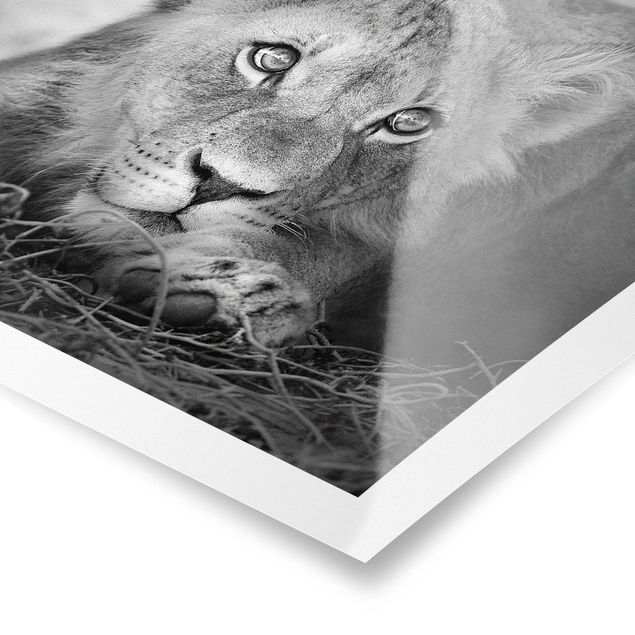 Black and white art Lurking Lionbaby