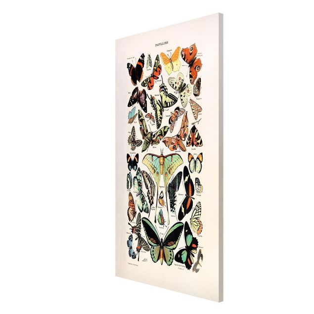 Magnet boards animals Vintage Board Butterflies And Moths