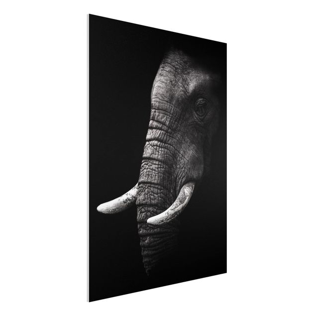 Kitchen Dark Elephant Portrait