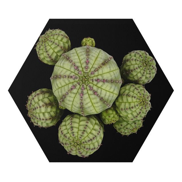 Forex prints Euphorbia - Spurge Urchins