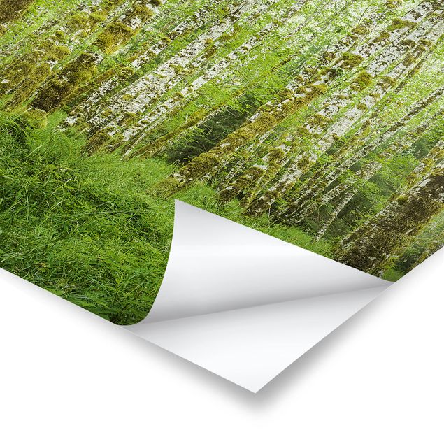 Prints green Hoh Rainforest Olympic National Park
