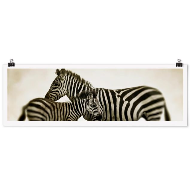 Black and white poster prints Zebra Couple